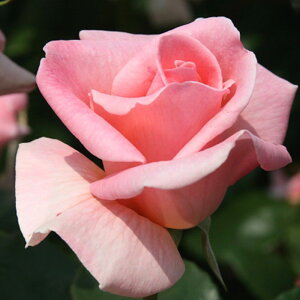 yg_璼Izoc 2N劔 4 }K Floribunda Roses F1182 KNc Ɨp Ԗ NX}X ubNtCf[  ps2201 2025 v[g Mtg