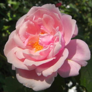 yg_璼Izoc 2N劔 4 AXgbhhO[ Floribunda Roses F1197 KNc Ɨp Ԗ NX}X ubNtCf[  2025 v[g Mtg