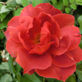 【11月中旬〜順次 提携農園から直送！】 秋苗 バラ苗 2年大株 4号 ホットチョコレート Floribunda Roses F1292 薔薇苗 自家用 花無し株 クリスマス お買い物マラソン 送料無料 2025 プレゼント ギフト