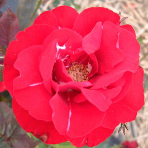 yg_璼Izoc 2N劔 4 HCAfZ Floribunda Roses F1294 KNc Ɨp Ԗ NX}X ubNtCf[  2025 v[g Mtg