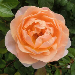 y11{` g_璼Iz Hc oc 2N劔 4 tA[i Floribunda Roses F1311 KNc Ɨp Ԗ NX}X  2025 v[g Mtg