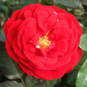 yg_璼Iz oc 2N劔 4 }Af[ Floribunda Roses F1312 NX}X |CgobN  2025 v[g Mtg