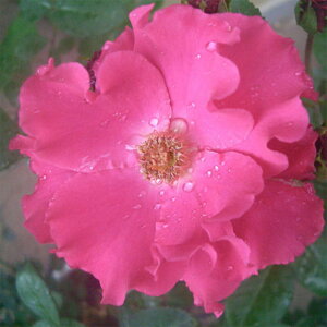 yg_璼Iz oc 2N劔 4 p[}lgEF[u Floribunda Roses F1380 KNc Ɨp Ԗ NX}X ubNtCf[  2025 v[g Mtg