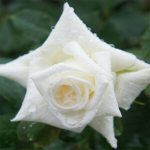 yg_璼Iz oc 2N劔 4 uC_zCg Floribunda Roses F1388 KNc Ɨp Ԗ NX}X ubNtCf[  ps2201 2025 v[g Mtg