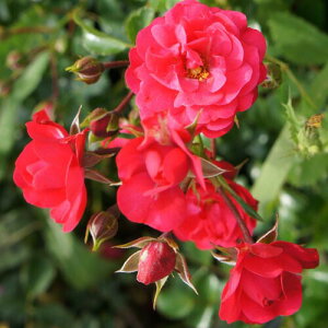 yg_璼Iz oc 2N劔 4 Qgi[tCf Climbing Roses G0455 NC~O [Y KNc Ɨp Ԗ NX}X  2025 v[g Mtg