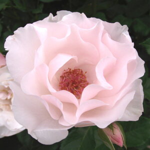 yg_璼Iz oc 2N劔 4 p[~g Climbing Roses G1188 NC~O [Y KNc Ɨp Ԗ NX}X ubNtCf[  2025 v[g Mtg