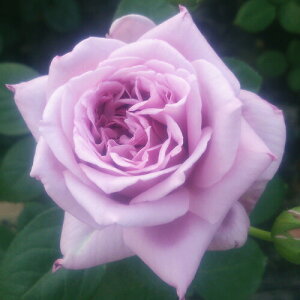 yg_璼Izoc 2N劔 4  Hybrid tea Roses H0133 KNc Ɨp Ԗ NX}X ubNtCf[  ps2201 2025 v[g Mtg