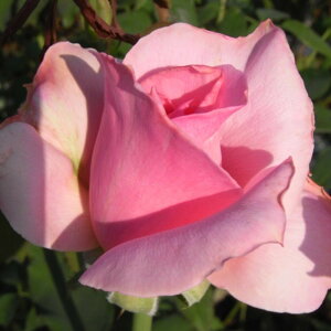 yg_璼IzHc oc 2N劔 4 AW Hybrid tea Roses H0137 KNc Ɨp Ԗ NX}X ubNtCf[  2025 v[g Mtg