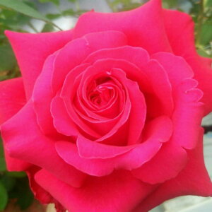yg_璼Iz oc 2N劔 4 AbNXbh Hybrid tea Roses H0140 KNc Ɨp Ԗ NX}X ubNtCf[  2025 v[g Mtg