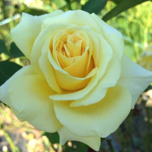 yg_璼Iz oc 2N劔 4 CG[NC[GUxX Hybrid tea Roses H0141 KNc Ɨp Ԗ NX}X ubNtCf[  ps2201 2025 v[g Mtg