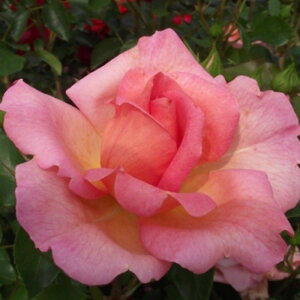 yg_璼Izoc 2N劔 4 EGXg~X^[ Hybrid tea Roses H0146 KNc Ɨp Ԗ NX}X ubNtCf[  2025 v[g Mtg