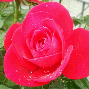 y11{` g_璼Iz Hc oc 2N劔 4  Hybrid tea Roses H0147 KNc Ɨp Ԗ nEB nEC NX}X  2025 v[g Mtg