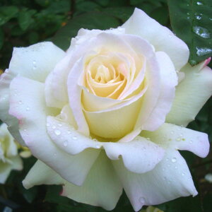 y11{` g_璼Iz Hc oc 2N劔 4 K[fp[eB[ Hybrid tea Roses H0153 KNc Ɨp Ԗ nEB nEC NX}X ڊӃf[  p