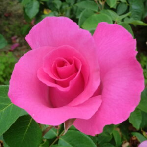 【11月中旬〜順次 提携農園から直送!】秋苗 バラ苗 2年大株 4号 ザマッカートニーローズ Hybrid tea Roses H0165 薔薇苗 自家用 花無し株 ハロウィン ハロウイン クリスマス 送料無料 2025 プレゼン