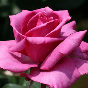 yg_璼Izoc 2N劔 4 _ Hybrid tea Roses H0175 KNc Ɨp Ԗ NX}X ubNtCf[  ps2201 2024 v[g Mtg