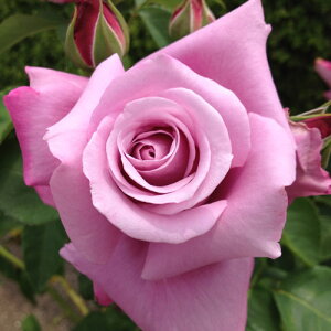yg_璼Izoc 2N劔 4 VhS[ Hybrid tea Roses H0179 KNc Ɨp Ԗ NX}X ubNtCf[  2025 v[g Mtg