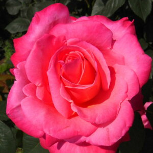 y11{` g_璼Iz Hc oc 2N劔 4 Xet@j[hDiR Hybrid tea Roses H0187 KNc Ɨp Ԗ nEB nEC NX}X  ps2201 2025 v