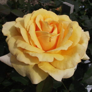 yg_璼Izoc 2N劔 4 \tBAlbTX Hybrid tea Roses H0194 KNc Ɨp Ԗ NX}X  ps2201 2025 v[g Mtg