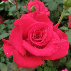 y11{` g_璼Iz oc 2N劔 4 ^CX Hybrid tea Roses H0195 KNc Ɨp Ԗ nEB nEC NX}X  2025 v[g Mtg