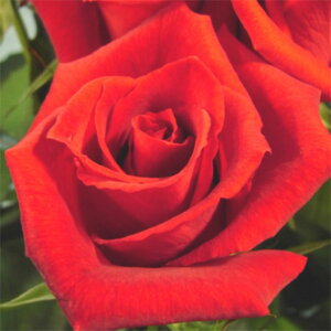 y11{` g_璼Iz Hc oc 2N劔 4 hDtg{P Hybrid tea Roses H0204 KNc Ɨp Ԗ nEB nEC NX}X  2025 v[g Mt