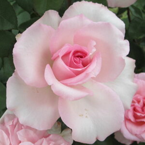 yg_璼Iz oc 2N劔 4 oCI[i Hybrid tea Roses H0209 KNc Ɨp Ԗ NX}X ubNtCf[  2025 v[g Mtg