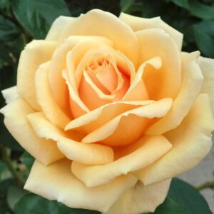 y11{` g_璼Iz Hc oc 2N劔 4 oVA Hybrid tea Roses H0211 KNc Ɨp Ԗ nEB nEC NX}X  2025 v[g Mtg