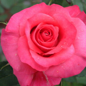yg_璼Iz oc 2N劔 4 sNVC Hybrid tea Roses H0214 KNc Ɨp Ԗ NX}X |CgobN  2025 v[g Mtg