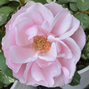 yg_璼Iz oc 2N劔 4 wV[ Hybrid tea Roses H0227 KNc Ɨp Ԗ NX}X ubNtCf[  2025 v[g Mtg