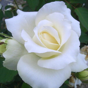 yg_璼Iz oc 2N劔 4 zCgVtHj[ Hybrid tea Roses H0235 KNc Ɨp Ԗ NX}X X[p[Z[   yV ps12 2025 v[g Mtg