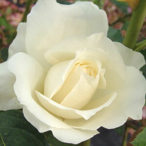 yg_璼Iz oc 2N劔 4 }EgVX^ Hybrid tea Roses H0237 KNc Ɨp Ԗ NX}X ubNtCf[  2025 v[g Mtg