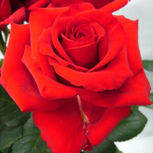 yg_璼Iz oc 2N劔 4 b^ Hybrid tea Roses H0258 KNc Ɨp Ԗ NX}X ubNtCf[  2025 v[g Mtg