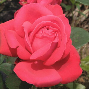 yg_璼Izoc 2N劔 4 bhs[X Hybrid tea Roses H0263 KNc Ɨp Ԗ NX}X |CgobN  ps2201 2025 v[g Mtg