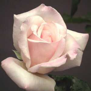 y11{` g_璼Iz oc 2N劔 4 CnClX Hybrid tea Roses H0267 KNc Ɨp Ԗ nEB nEC NX}X  ps2201 2025 v[g M