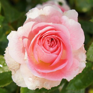 yg_璼Izoc 2N劔 4 t@[XgfB Hybrid tea Roses H0856 KNc Ɨp Ԗ NX}X ubNtCf[  2025 v[g Mtg