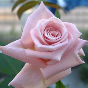 yg_璼IzHc oc 2N劔 4 u[Cg Hybrid tea Roses H0859 KNc Ɨp Ԗ NX}X ubNtCf[  2025 v[g Mtg