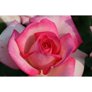y11{` g_璼Iz Hc oc 2N劔 4  Hybrid tea Roses H0889 KNc Ɨp Ԗ nEB nEC }\  2025 v[g Mtg