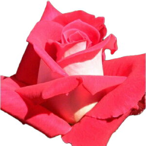 yg_璼Iz oc 2N劔 4 u Hybrid tea Roses H0900 KNc Ɨp Ԗ NX}X ubNtCf[ 5̂  2025 v[g Mtg
