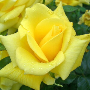 y11{` g_璼Iz Hc oc 2N劔 4 h Hybrid tea Roses H0901 KNc Ɨp Ԗ nEB nEC NX}X  2025 v[g Mtg