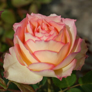 yg_璼Iz oc 2N劔 4 ^[ Hybrid tea Roses H0988 NX}X  2025 v[g Mtg