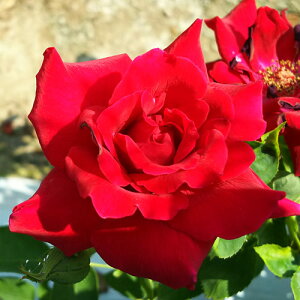 y11{` g_璼IzHc oc 2N劔 4 ^ Hybrid tea Roses H1000 KNc Ɨp Ԗ ubNtCf[ nEB nEC  ps2201 2025 v[g 