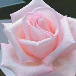 y11{` g_璼Iz oc 2N劔 4 wPjM Hybrid tea Roses H1011 KNc Ɨp Ԗ nEB nEC NX}X  2025 v[g Mtg