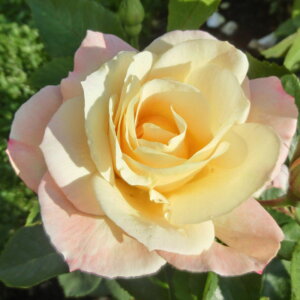yg_璼Izoc 2N劔 4 AvRbgNC[GUxX Hybrid tea Roses H1039 KNc Ɨp Ԗ NX}X ubNtCf[  2025 v[g Mtg