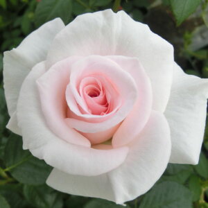 y11{` g_璼Iz oc 2N劔 4 AzC^[VFChIuyC Hybrid tea Roses H1040 KNc Ɨp Ԗ nEB nEC NX}X  2025 v