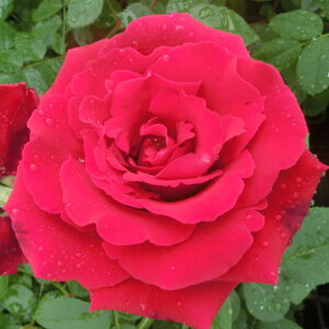 yg_璼Iz Hc oc 2N劔 4 GeBJ Hybrid tea Roses H1043 KNc Ɨp Ԗ NX}X ubNtCf[  2025 v[g Mtg