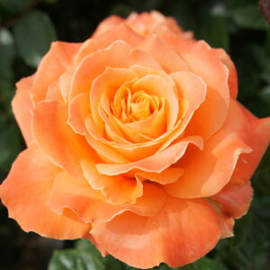 yg_璼Iz oc 2N劔 4 t[_jJ Hybrid tea Roses H1051 KNc Ɨp Ԗ NX}X ubNtCf[  2025 v[g Mtg