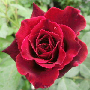 yg_璼Izoc 2N劔 4 fB[vV[Nbg Hybrid tea Roses H1131 KNc Ɨp Ԗ NX}X ubNtCf[  2025 v[g Mtg