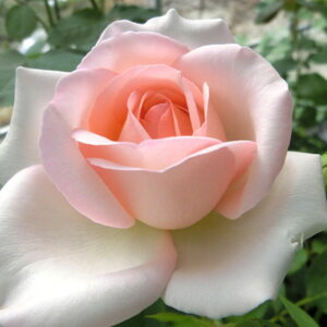 yg_璼Iz oc 2N劔 4 NAlbTX Hybrid tea Roses H1135 KNc Ɨp Ԗ NX}X ubNtCf[  2025 v[g Mtg