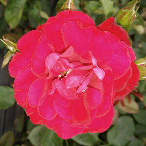 y11{` g_璼Iz Hc oc 2N劔 4 vWfg L TS[ Hybrid tea Roses H1184 KNc Ɨp Ԗ nEB nEC NX}X  2025 v[