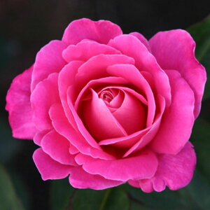 yg_璼Izoc 2N劔 4 sNpt[ Hybrid tea Roses H1243 KNc Ɨp Ԗ NX}X ubNtCf[  2025 v[g Mtg