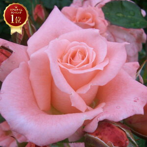 yg_璼Izoc 2N劔 4 eBt@j[ Hybrid tea Roses H1269 KNc Ɨp Ԗ NX}X ubNtCf[  ps2201 2025 v[g Mtg